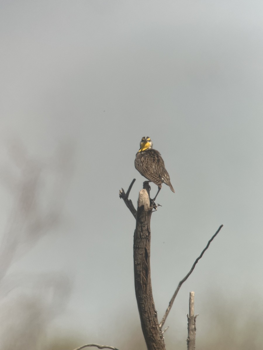 Western Meadowlark - ML618102839