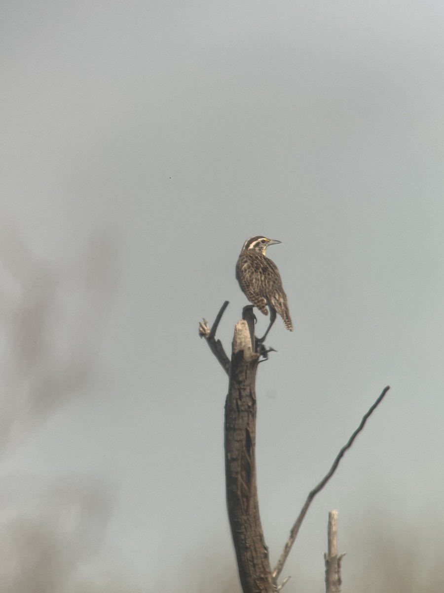 Western Meadowlark - ML618102844