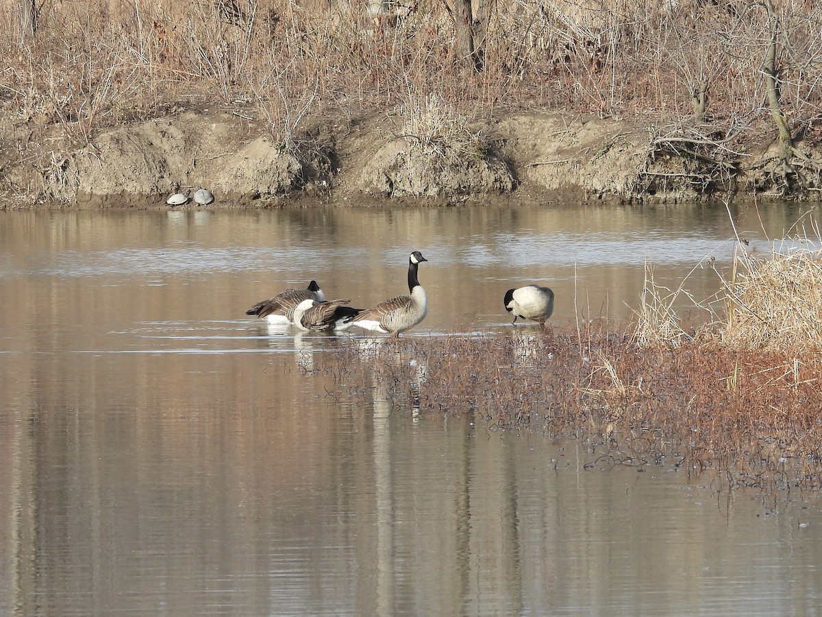 Canada Goose - ML618102857