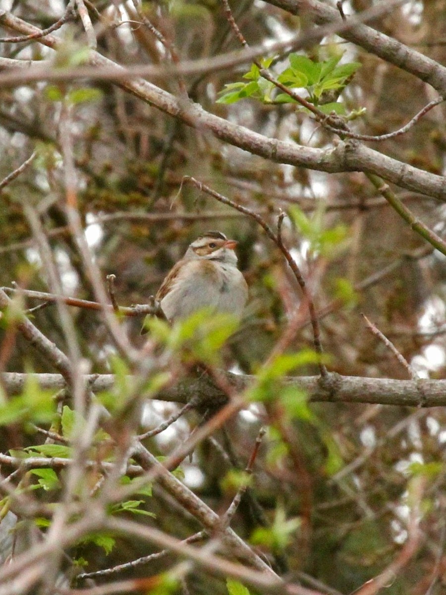 Clay-colored Sparrow - ML618102878