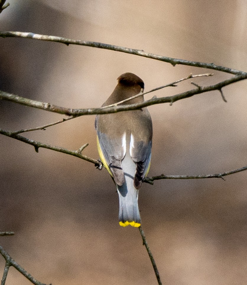 Cedar Waxwing - ML618102883