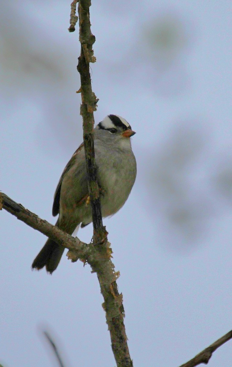 White-crowned Sparrow - ML618102899