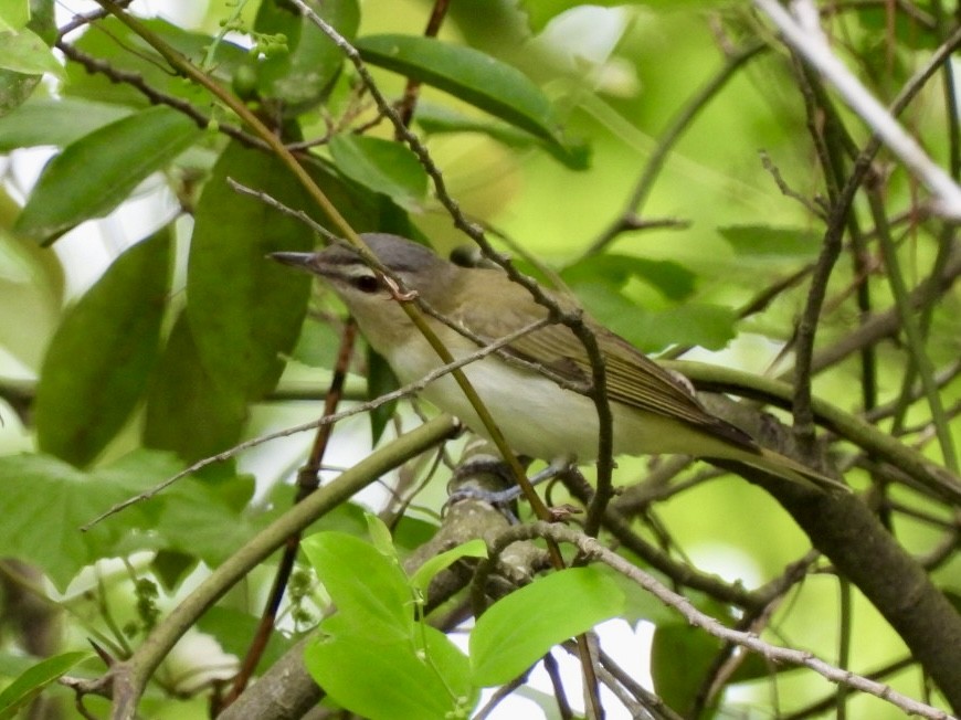 Red-eyed Vireo - Matt Rivers