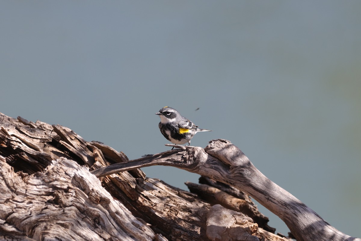 Yellow-rumped Warbler (Myrtle) - Laurie Brewster