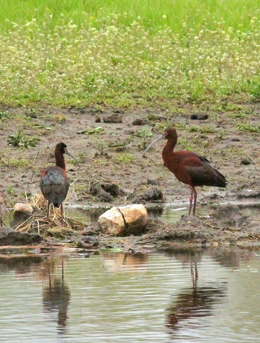 White-faced Ibis - ML618102965