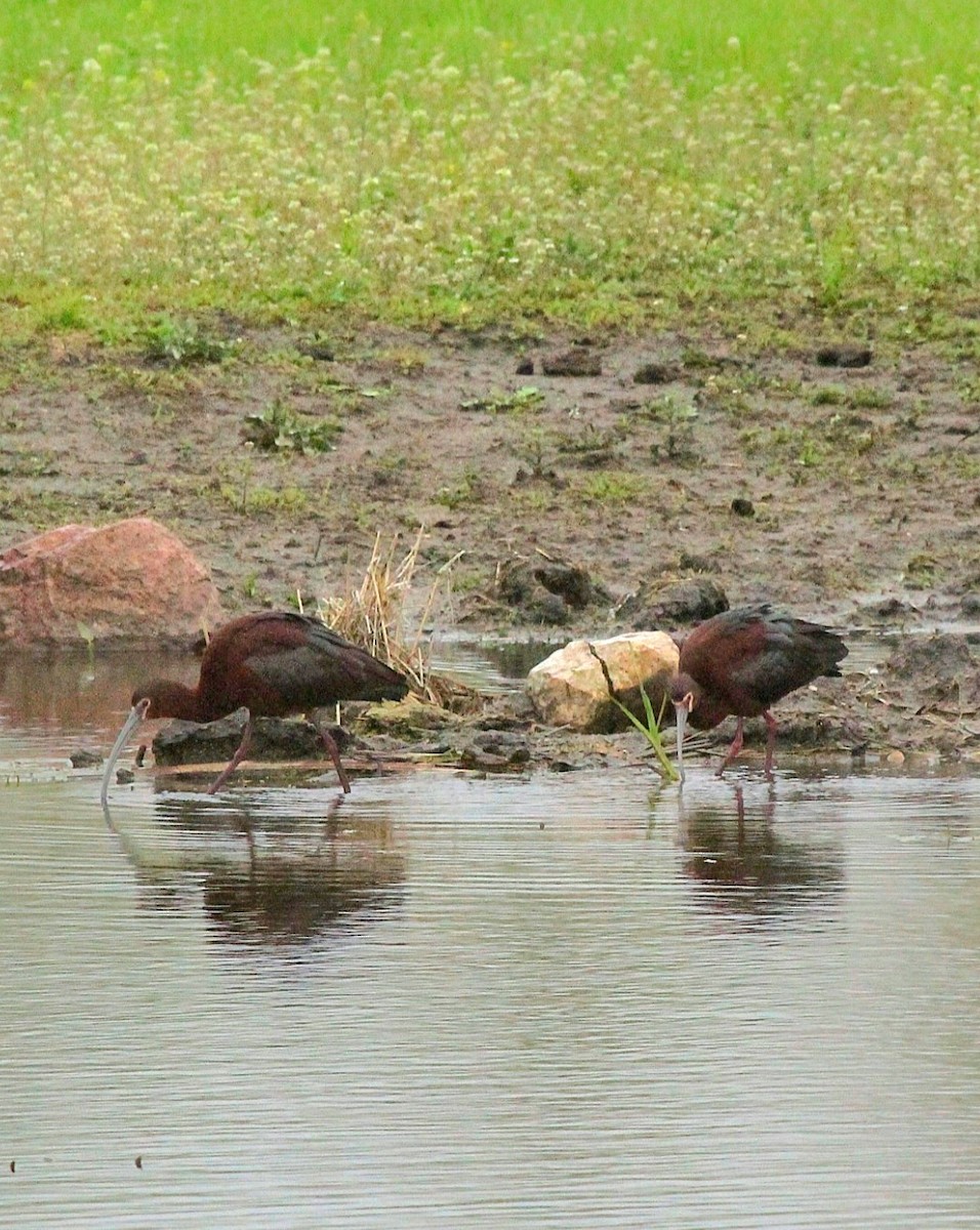 White-faced Ibis - ML618102966