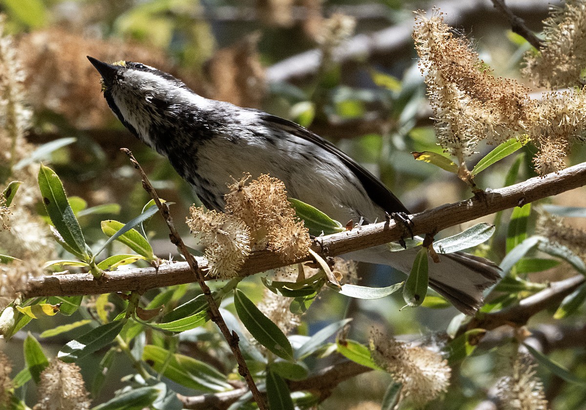 Black-throated Gray Warbler - Terry  Hurst