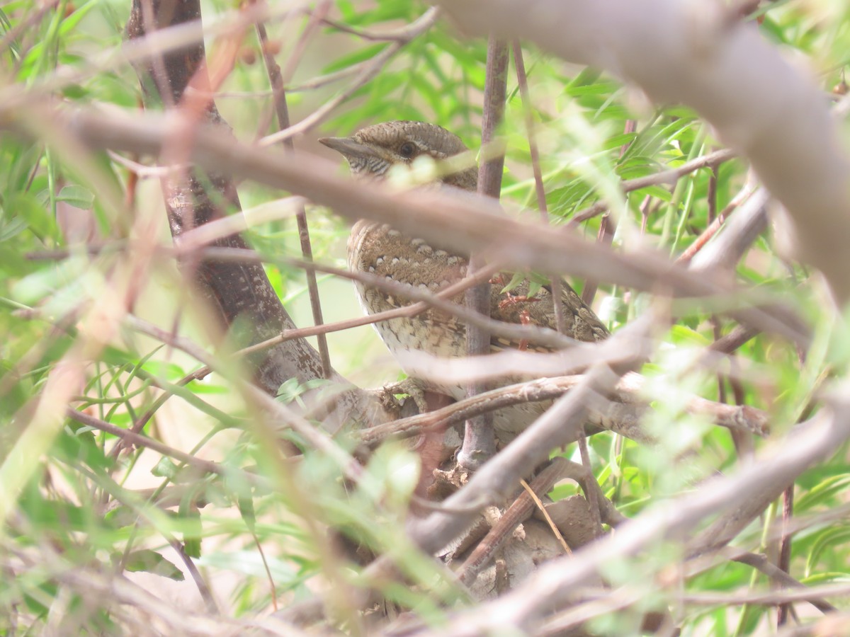 Wendehals - ML618103002