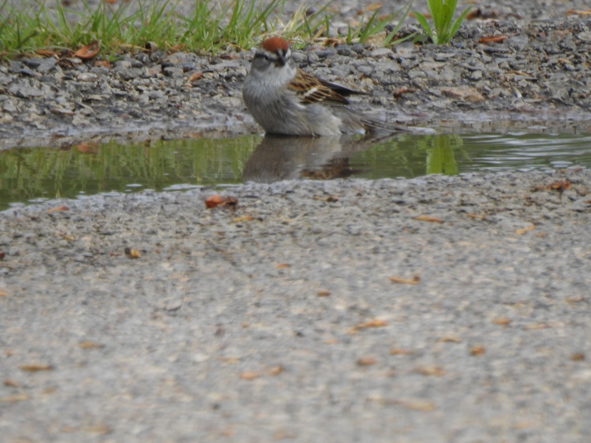 Chipping Sparrow - ML618103027