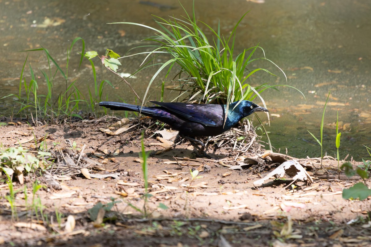 Common Grackle - Joe Schuller