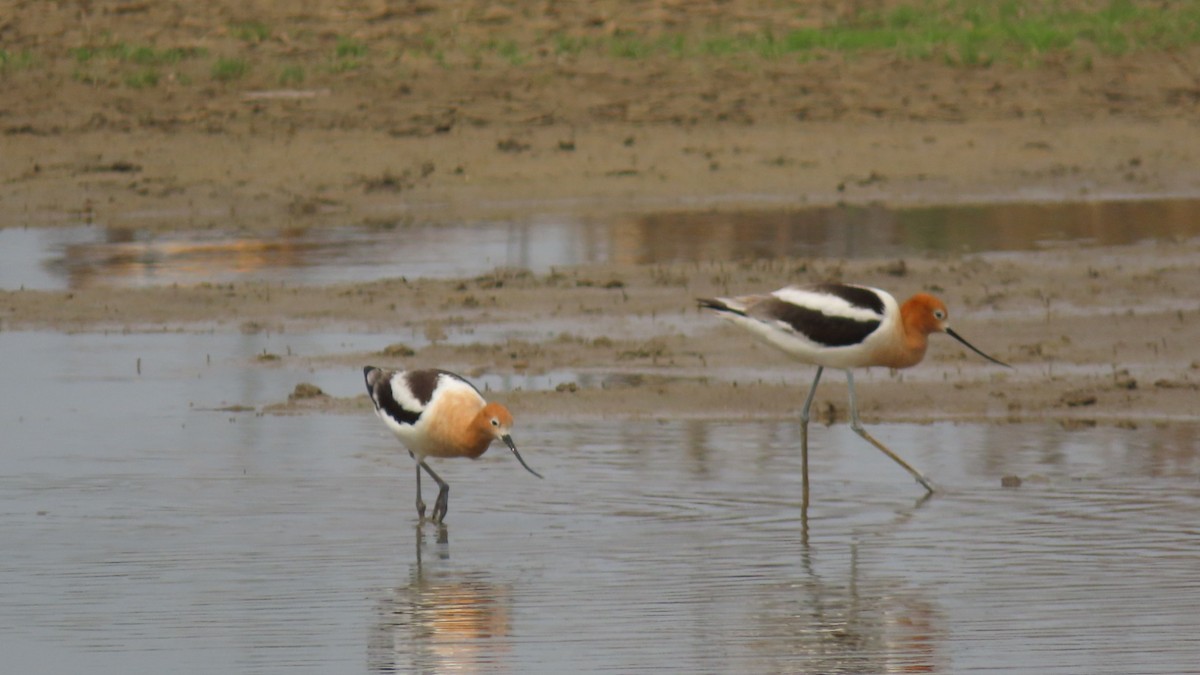 Avocette d'Amérique - ML618103033