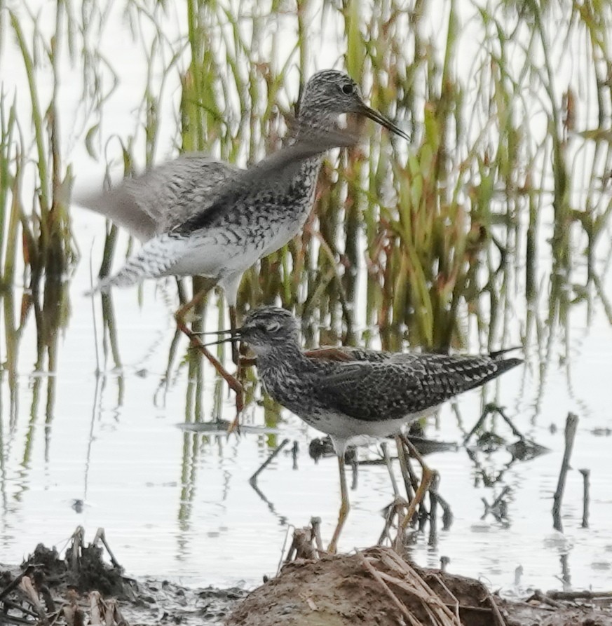 Lesser Yellowlegs - ML618103036