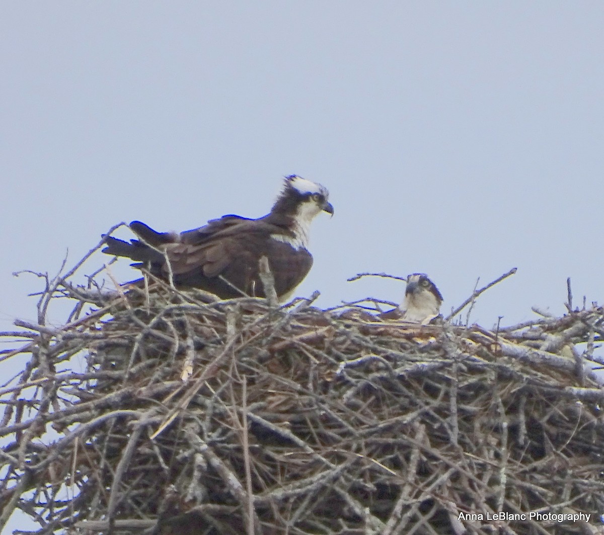 Águila Pescadora (carolinensis) - ML618103050