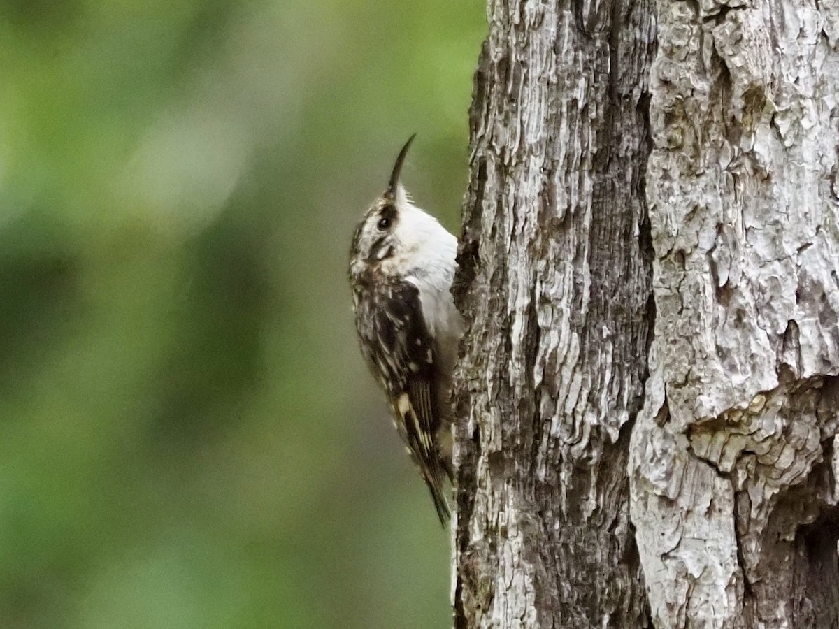 Brown Creeper - ML618103058