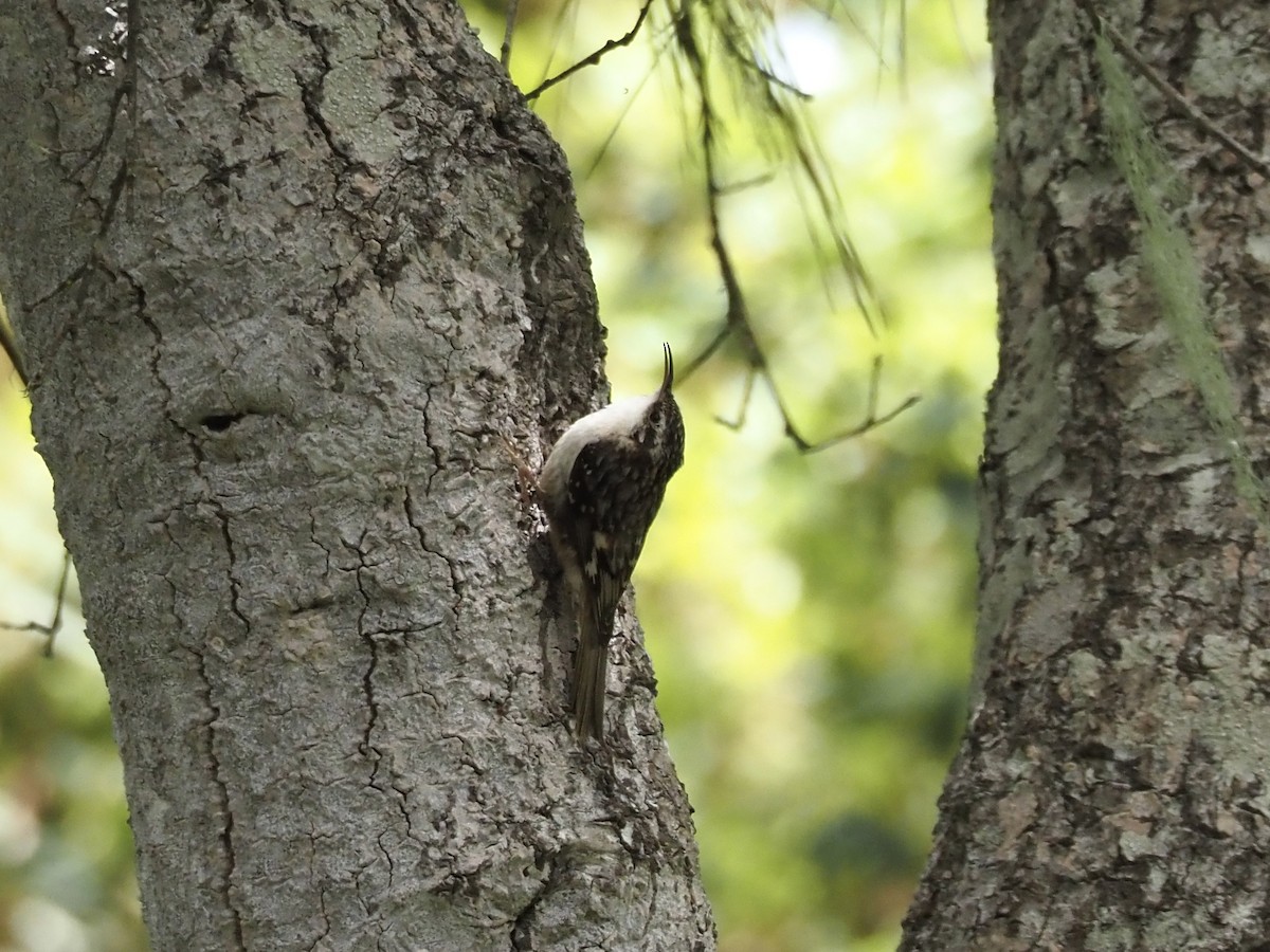 Brown Creeper - Freya Sommer