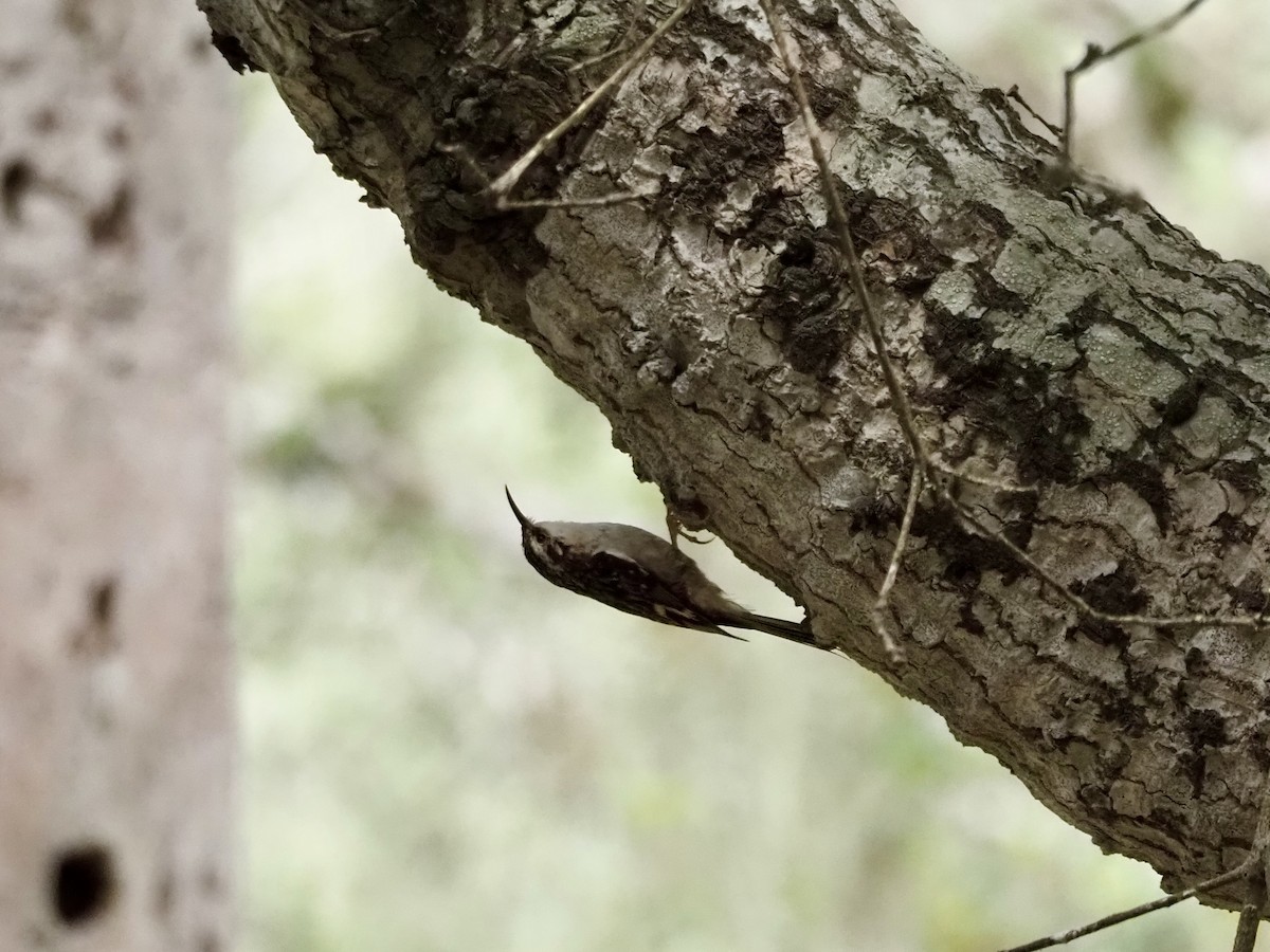 Brown Creeper - Freya Sommer