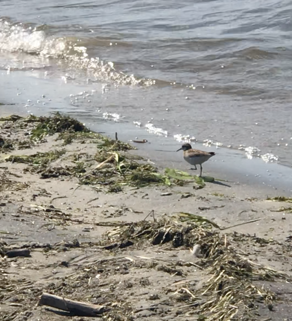 Semipalmated Sandpiper - Lydia Uppington