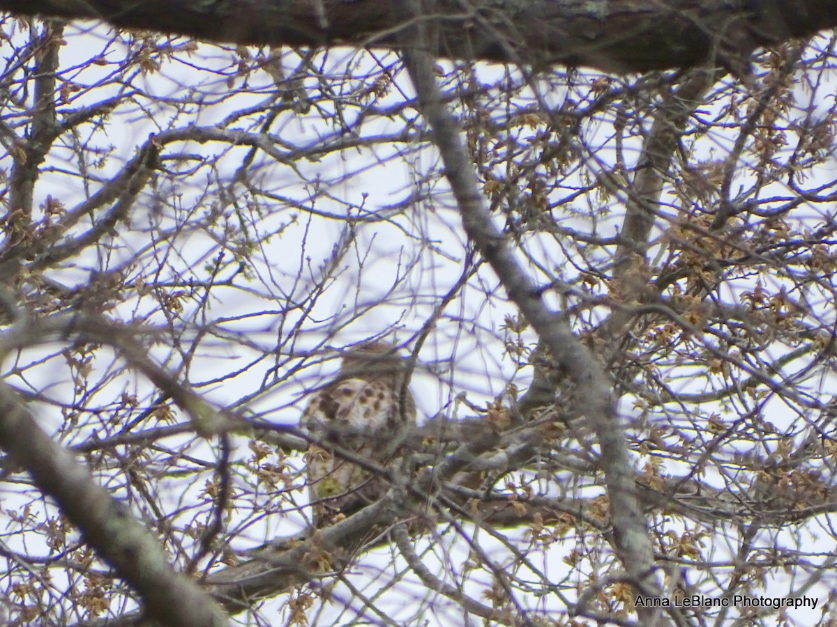 Red-tailed Hawk - Anna LeBlanc