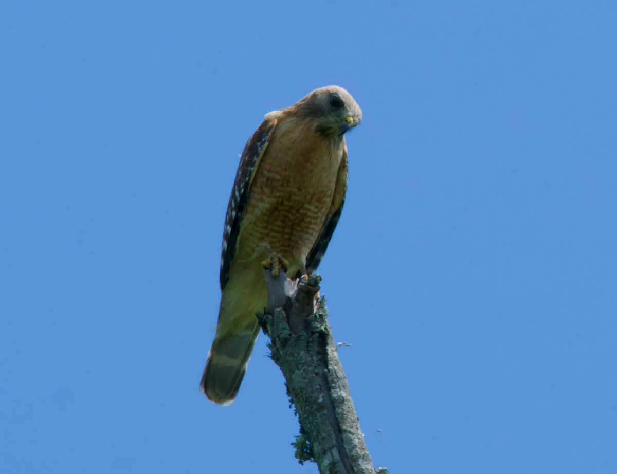 Red-shouldered Hawk - Heather Buttonow