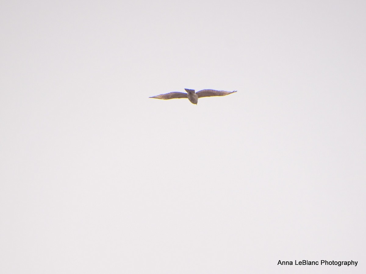 Red-tailed Hawk - ML618103102