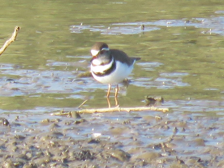 Three-banded Plover (African) - Gareth Bain