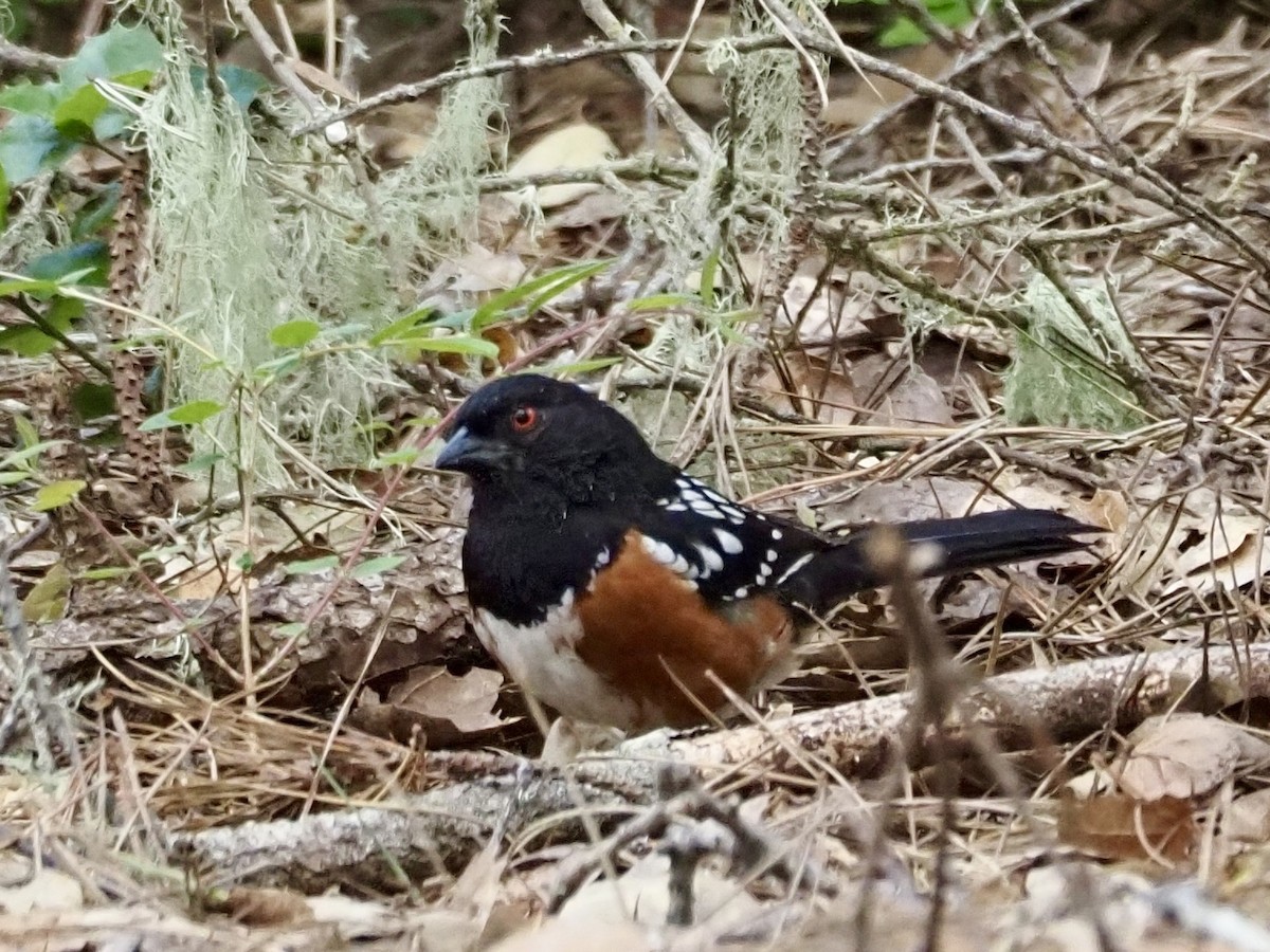 Spotted Towhee - ML618103120