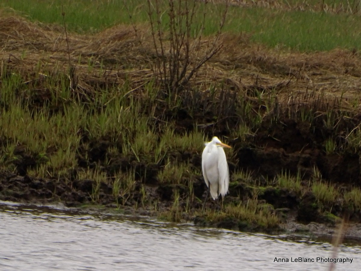 Great Egret - Anna LeBlanc