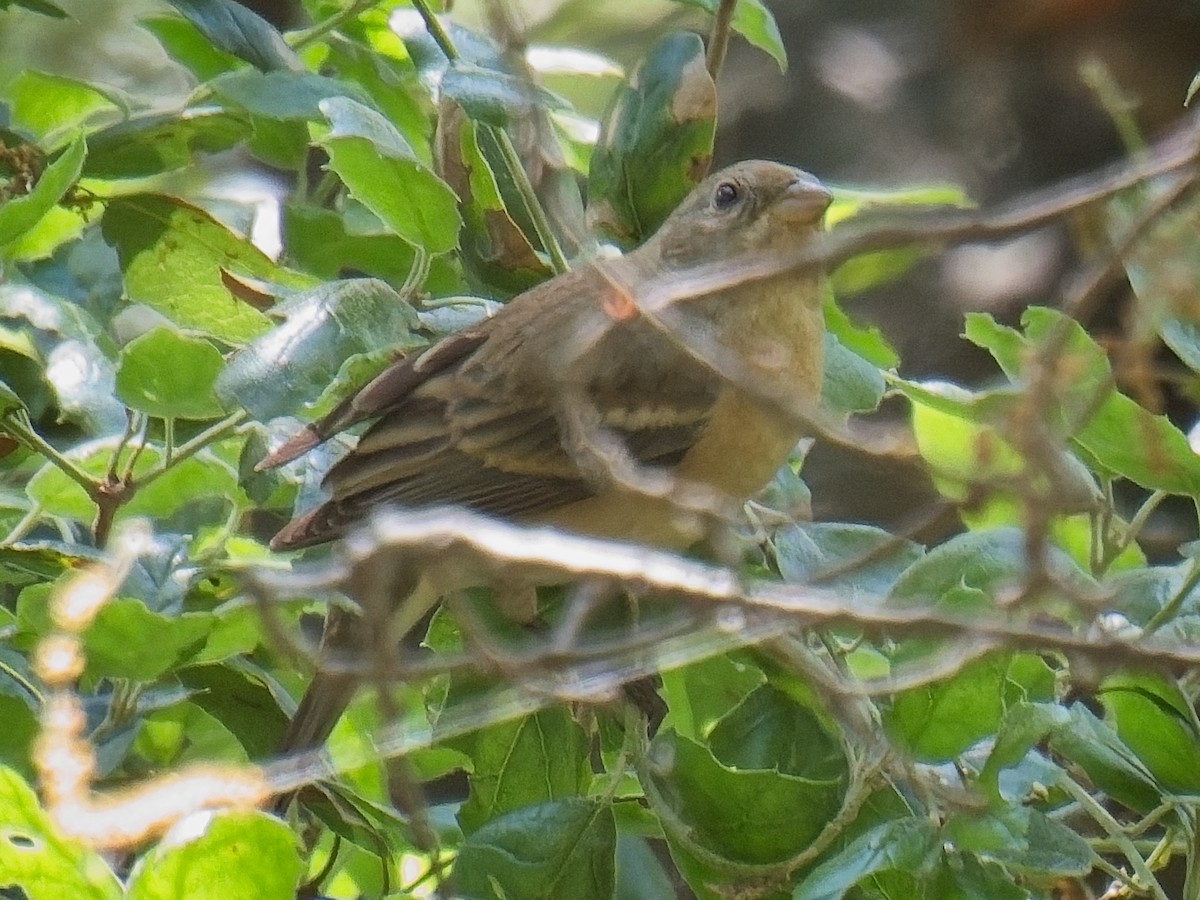 Lazuli Bunting - ML618103143