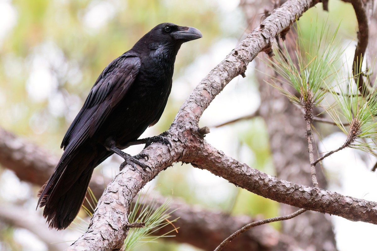 Common Raven - Iker Fernández Martínez