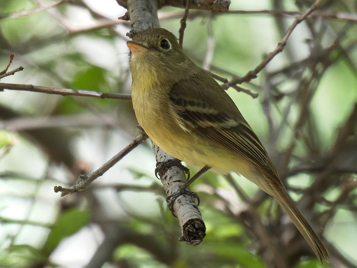 Western Flycatcher - ML618103159