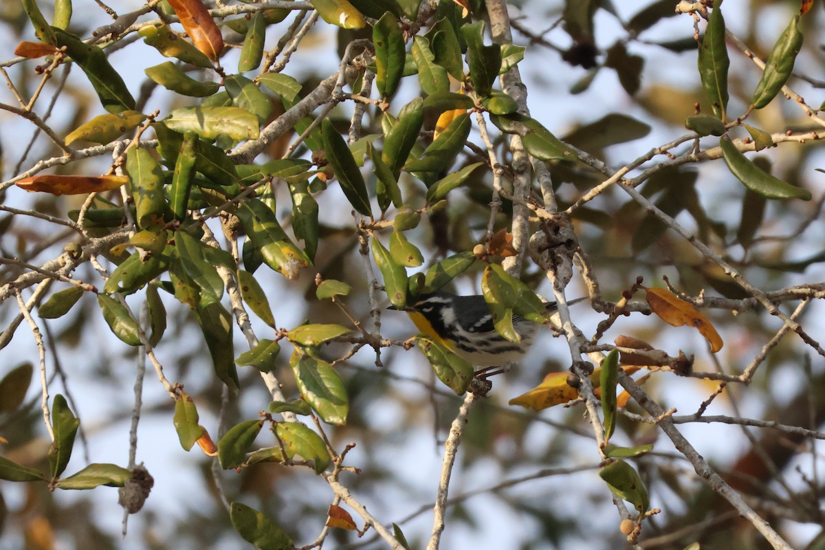 Yellow-throated Warbler - Julia Nadeau Gneckow