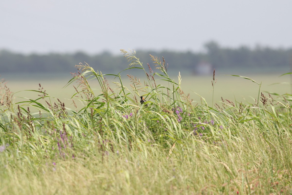 Bobolink - ML618103174