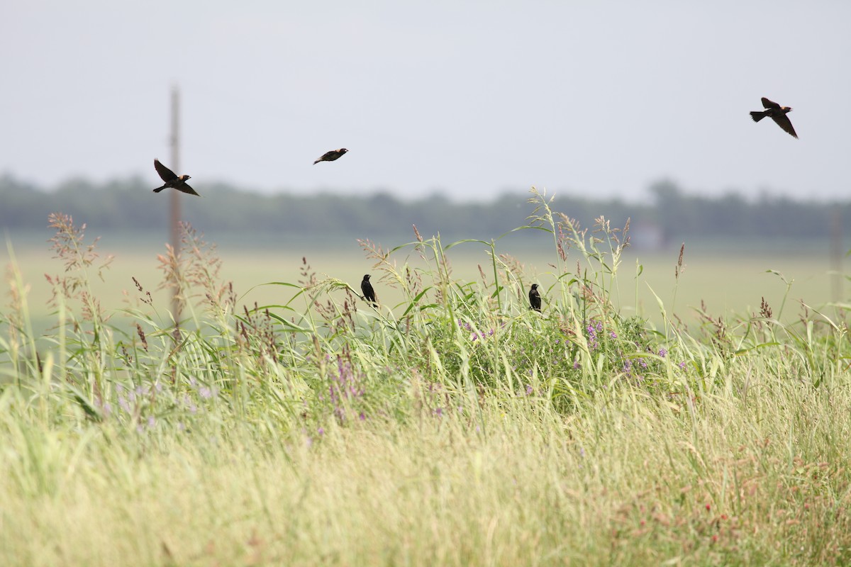 Bobolink - Kevin Reifenberg