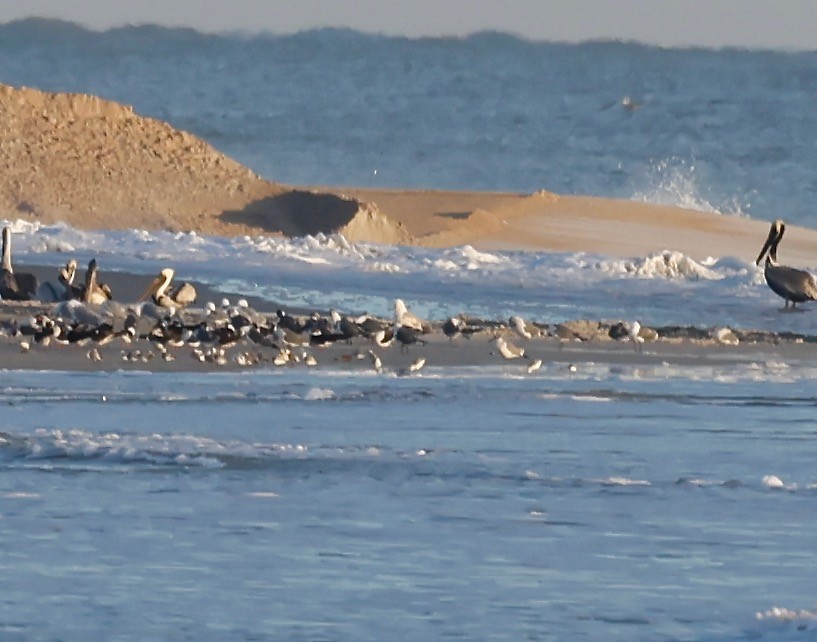 Brown Pelican - ML618103193