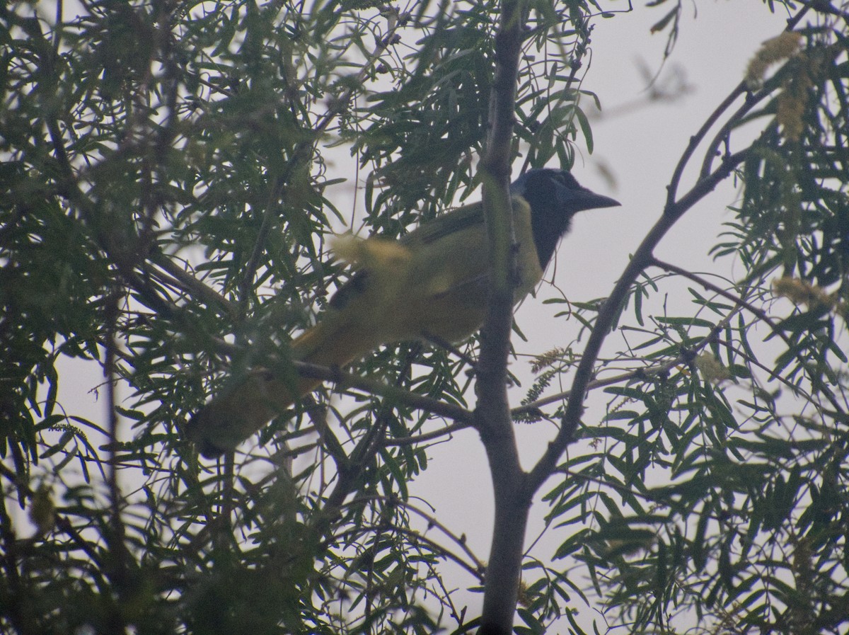 Green Jay - ML618103203