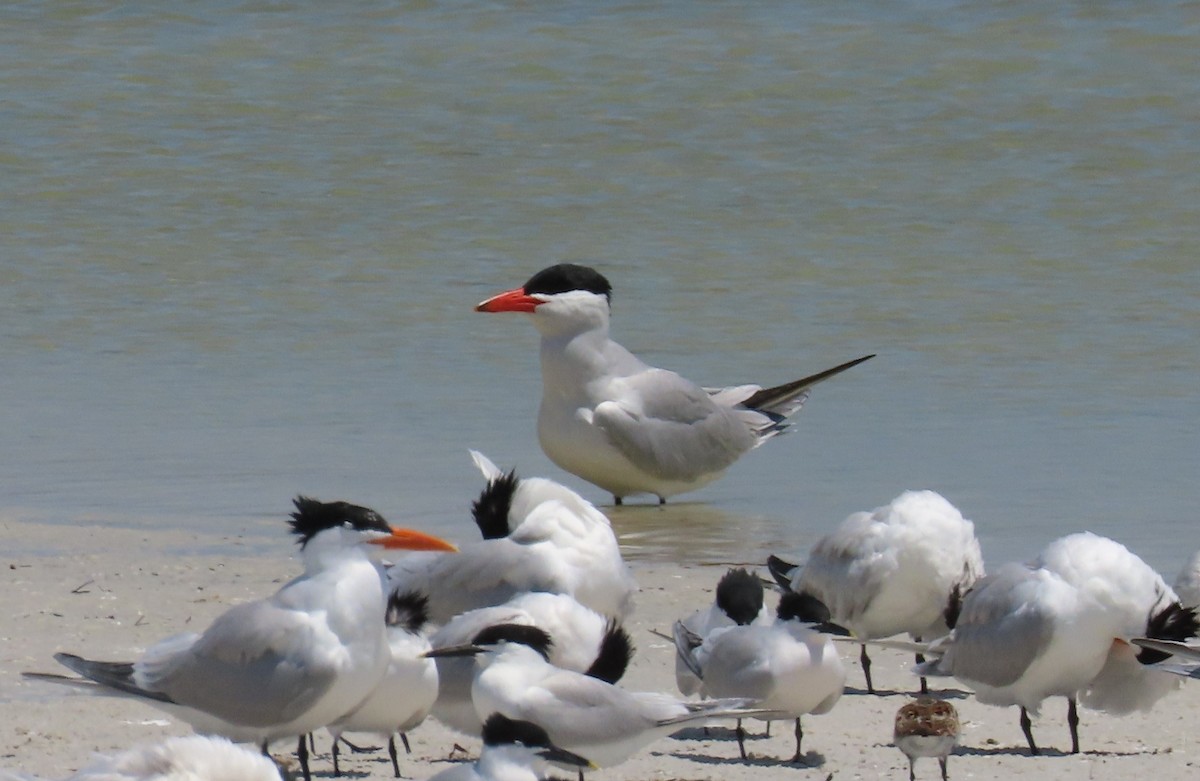 Caspian Tern - Susan Pepper