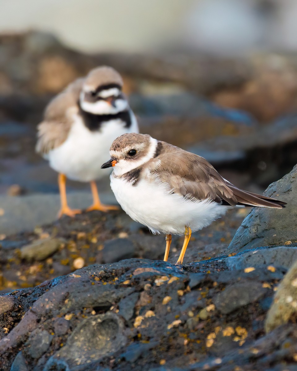 Semipalmated Plover - Iker Fernández Martínez