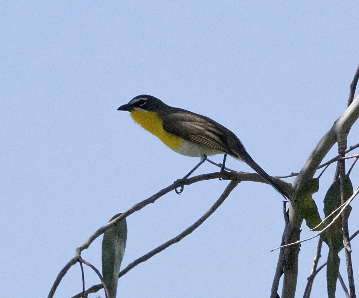 Yellow-breasted Chat - Terry  Hurst