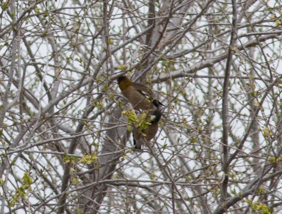 Evening Grosbeak - Stephen Brenner