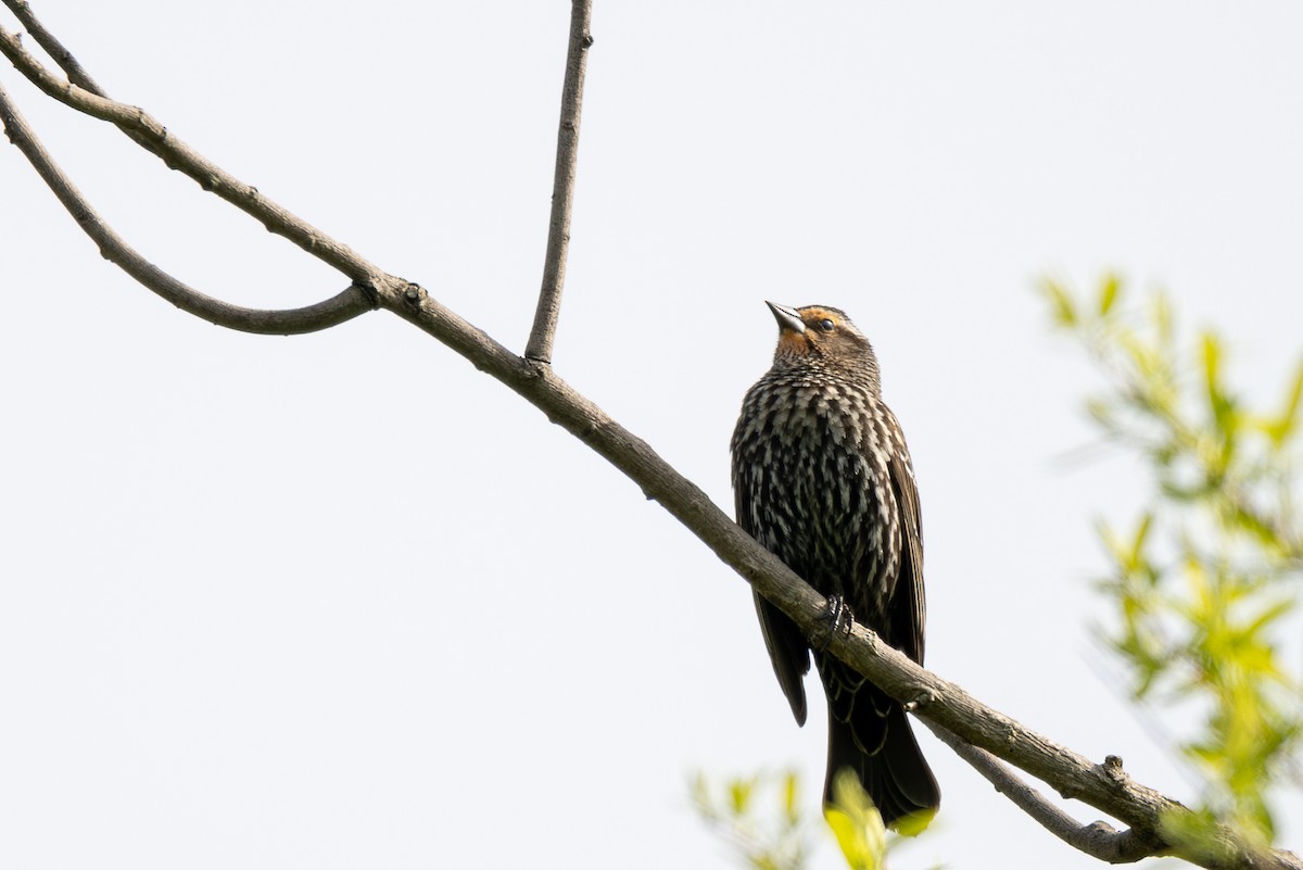 Red-winged Blackbird - Billy Tran