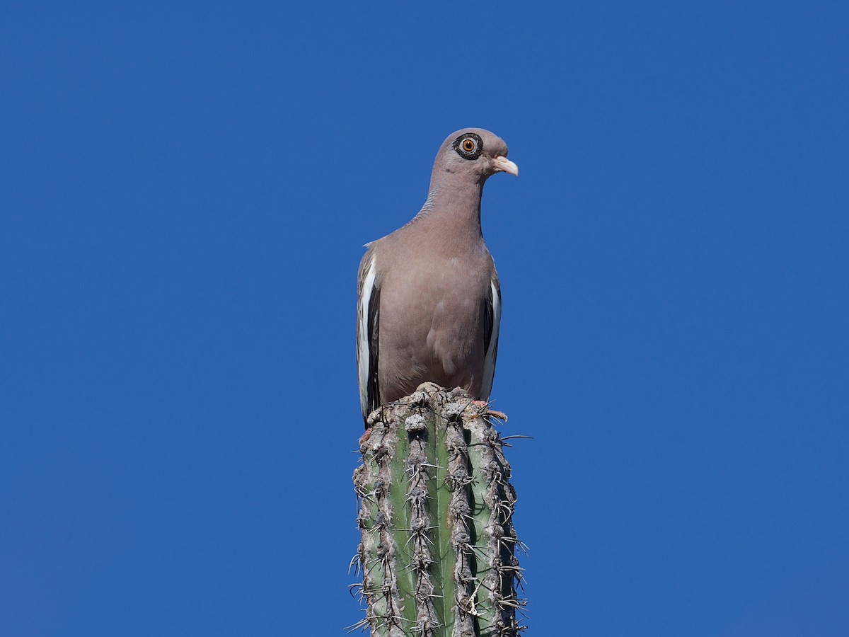 Bare-eyed Pigeon - Michael Tromp