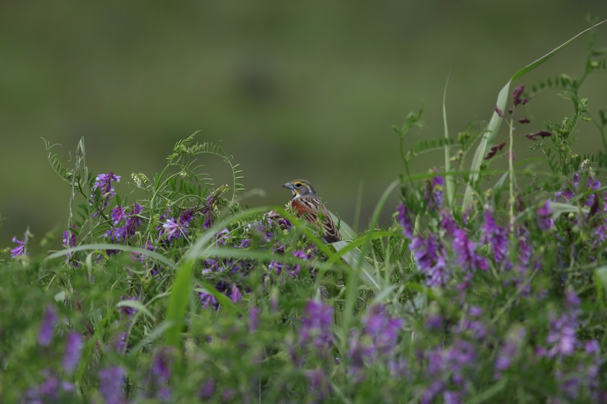 Dickcissel - ML618103322