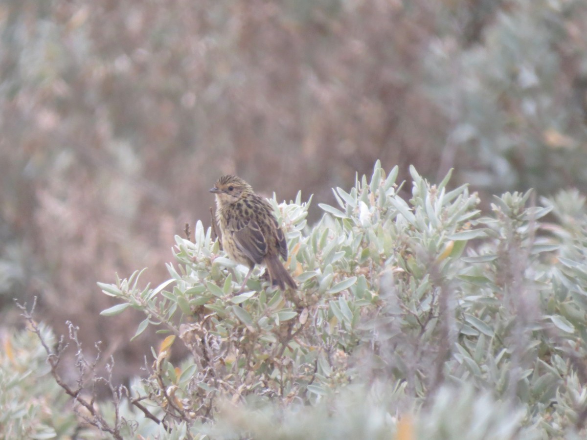 Striated Fieldwren - Kurt Gaskill