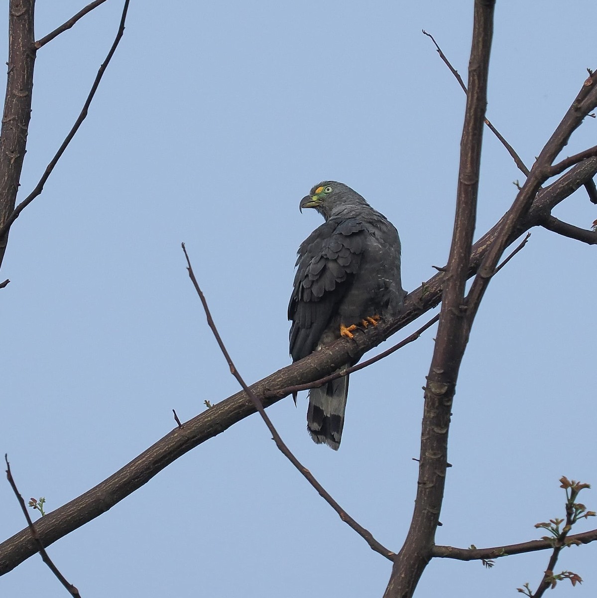 Hook-billed Kite - German Aguilar Vega