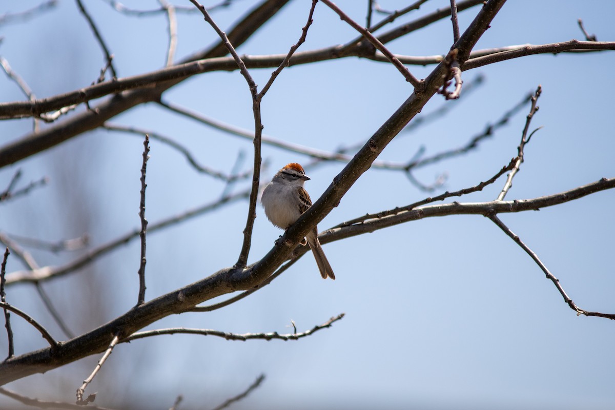 Chipping Sparrow - Natalie Stewart