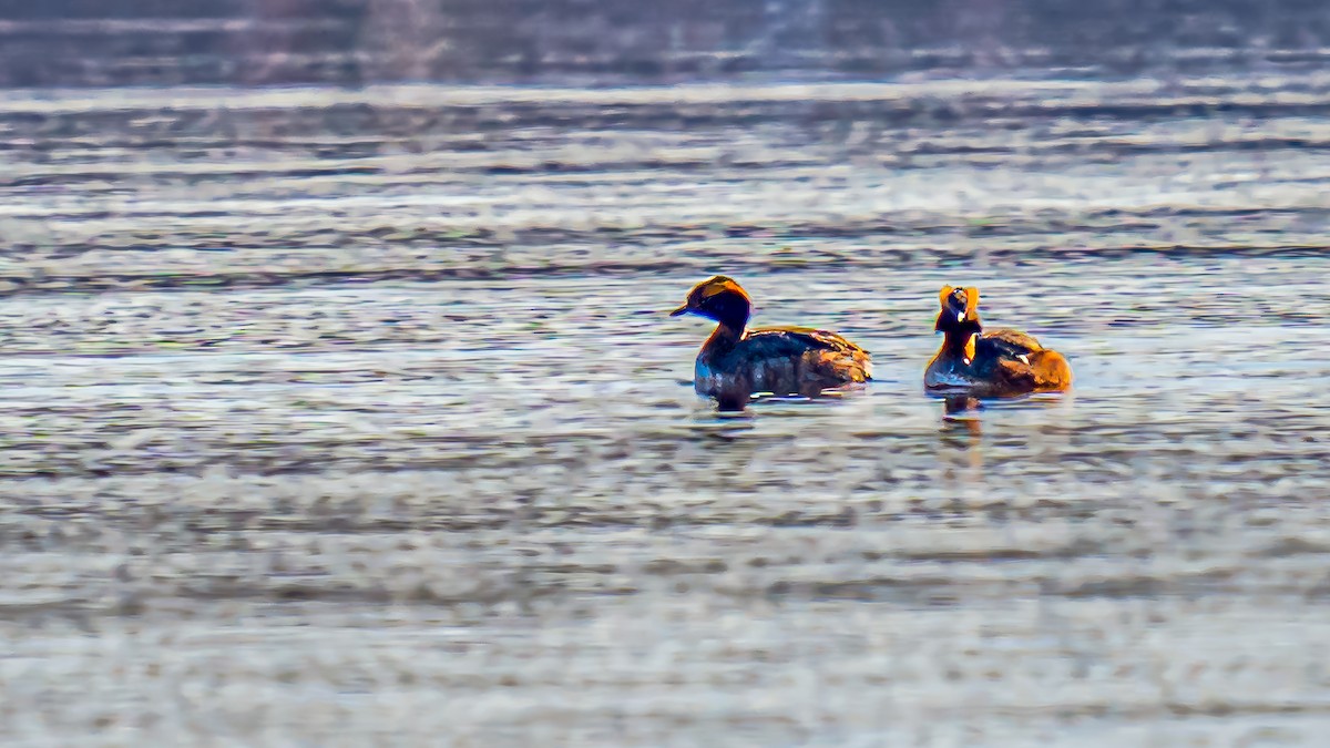 Horned Grebe - Bernard Barsalo