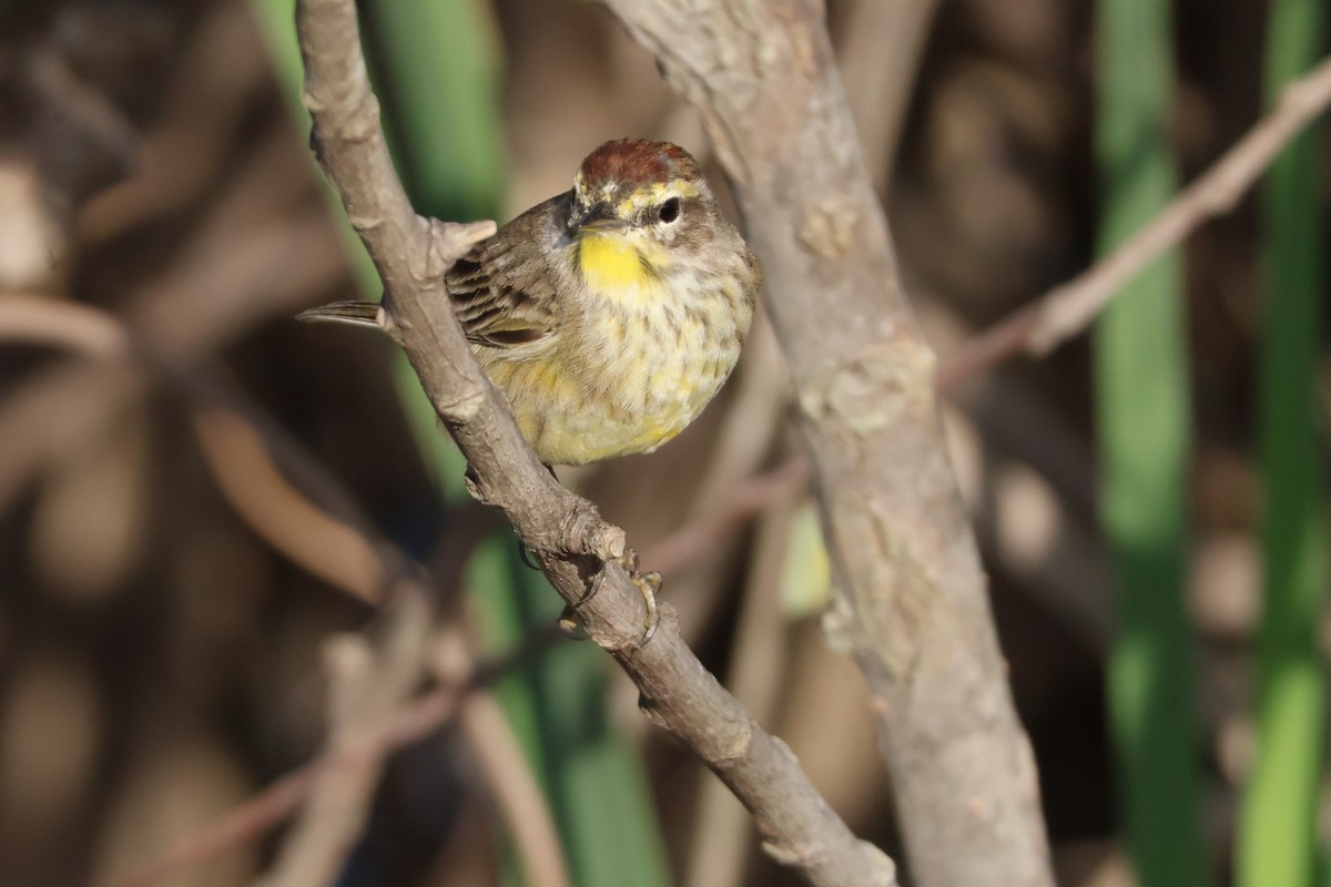 Palm Warbler - Julia Nadeau Gneckow