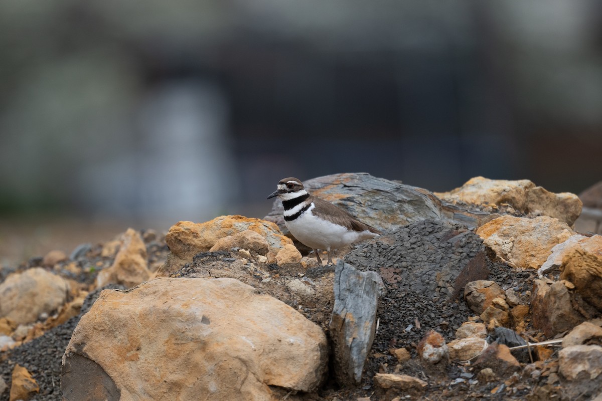 Killdeer - Mike Schijf