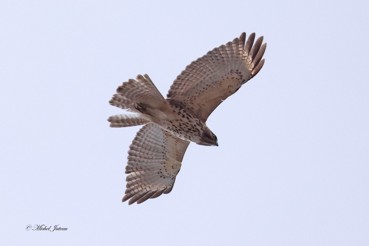 Red-shouldered Hawk - Michel Juteau