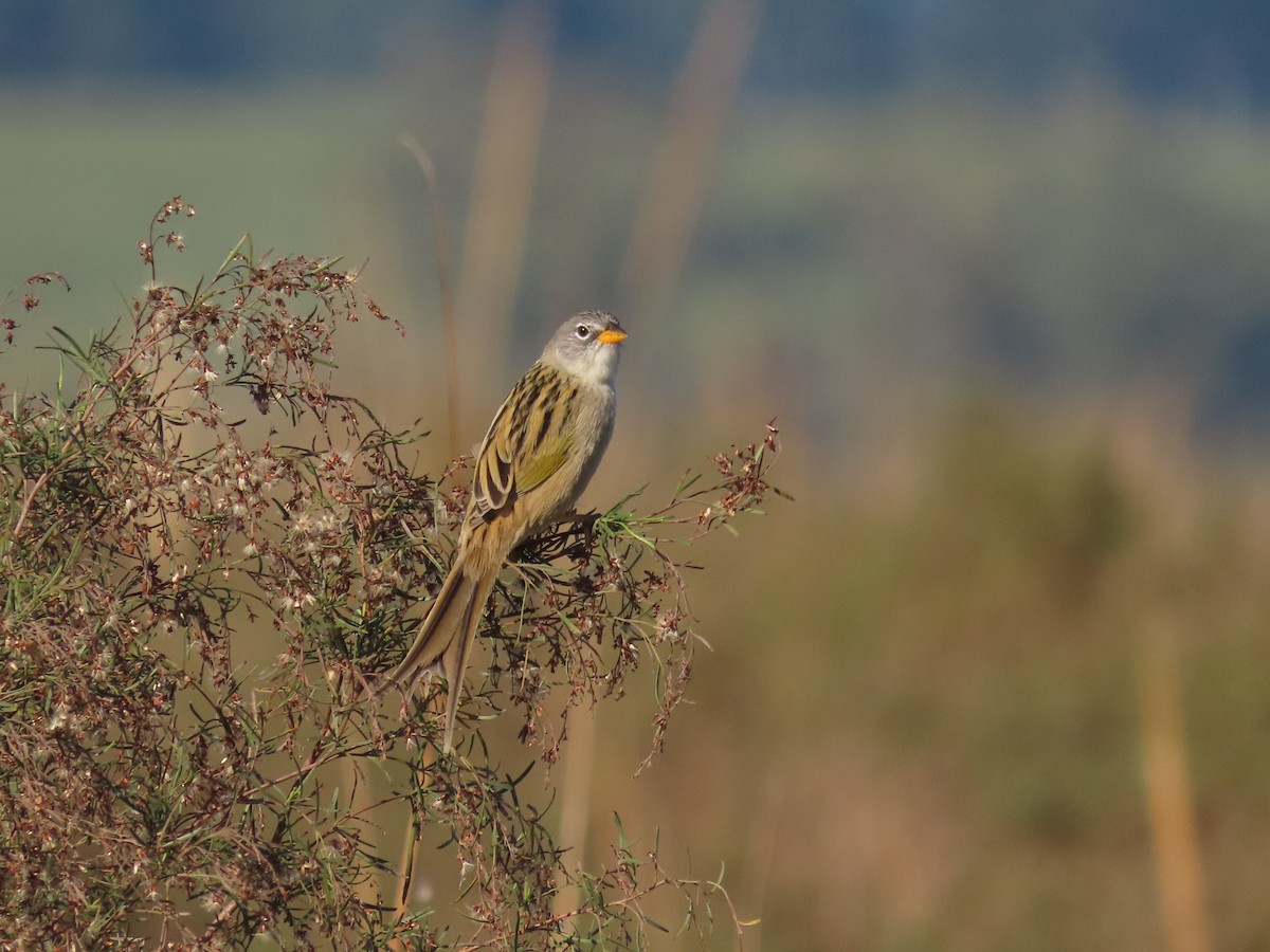 Lesser Grass-Finch - Gonzalo Millacet